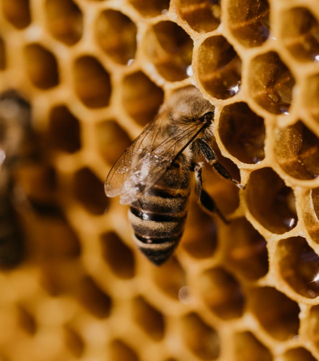 Food Trip - A culinary Adventure to America's Most Delicious Destinations