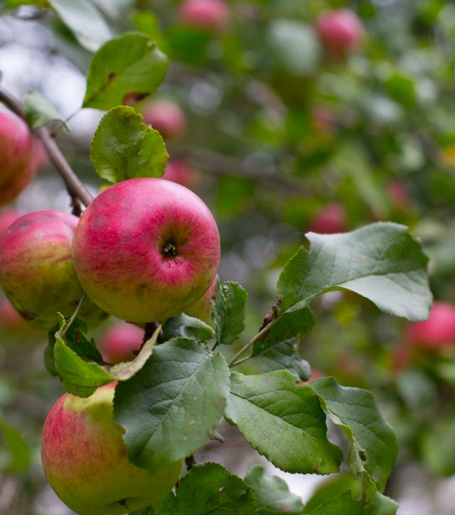 Food Trip - A culinary Adventure to America's Most Delicious Destinations