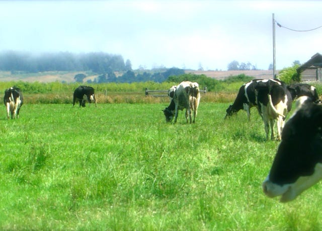 Food Trip - A culinary Adventure to America's Most Delicious Destinations