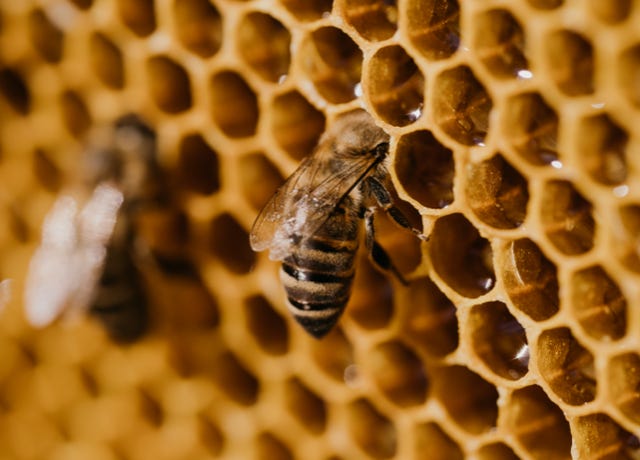 Food Trip - A culinary Adventure to America's Most Delicious Destinations