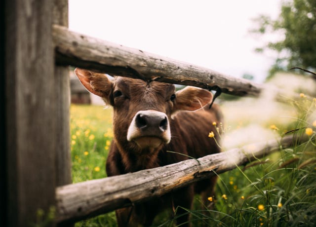 Food Trip - A culinary Adventure to America's Most Delicious Destinations