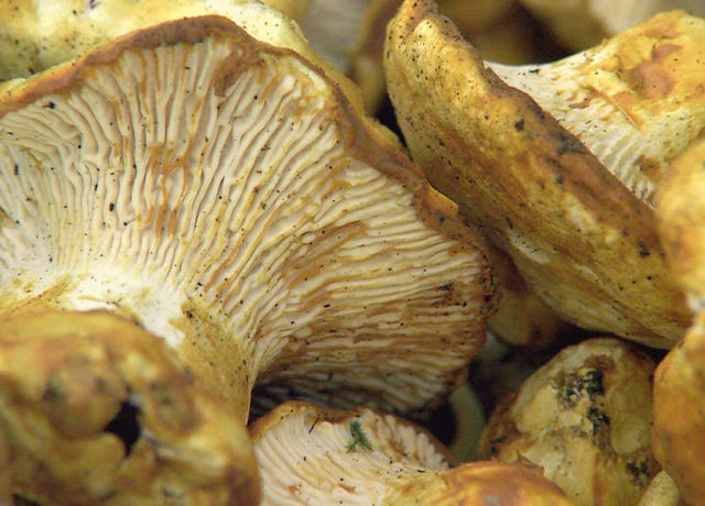 Food Trip - A culinary Adventure to America's Most Delicious Destinations