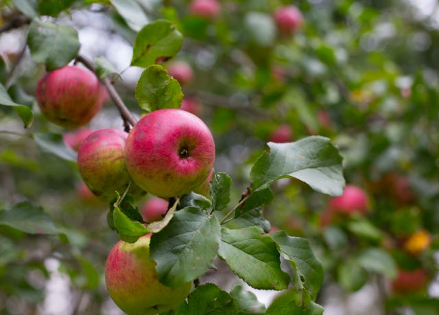 Food Trip - A culinary Adventure to America's Most Delicious Destinations