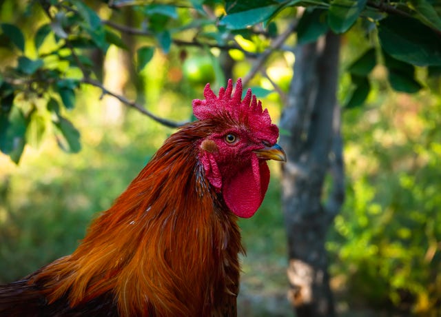 Food Trip - A culinary Adventure to America's Most Delicious Destinations