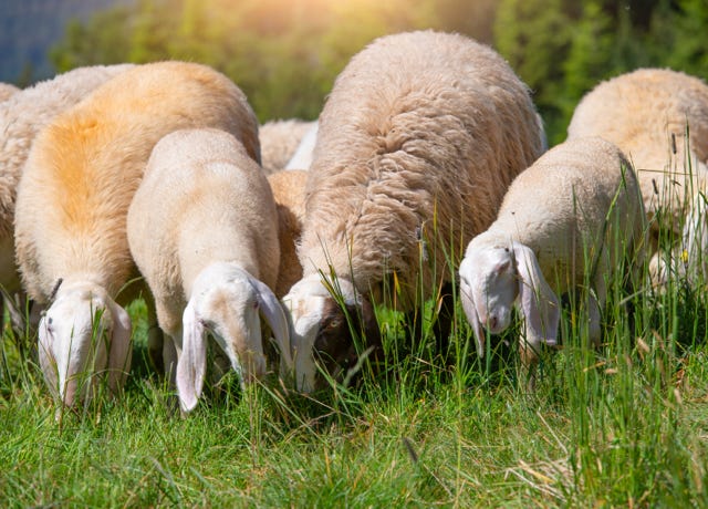 Food Trip - A culinary Adventure to America's Most Delicious Destinations